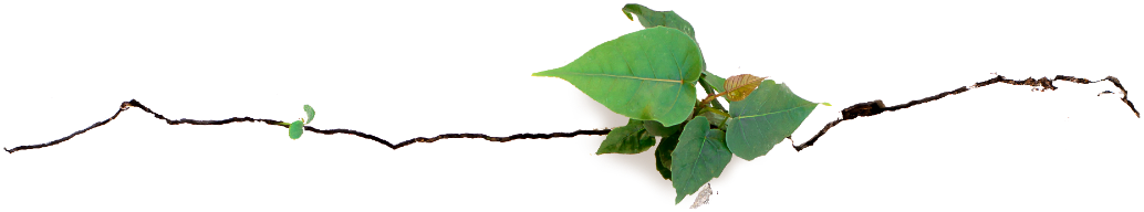 plant growing through a crack